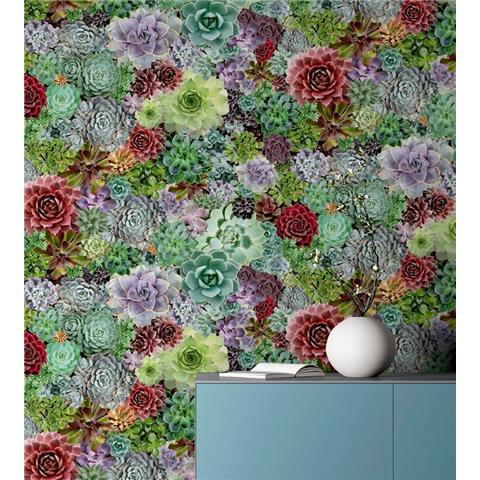 Arthouse Succulent Living Wall Wallpaper 259402 Multi