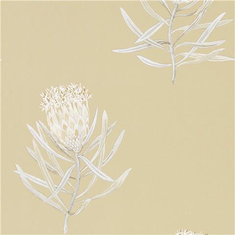 Sanderson Art of the Garden Wallpapers Protea Flowers 216331
