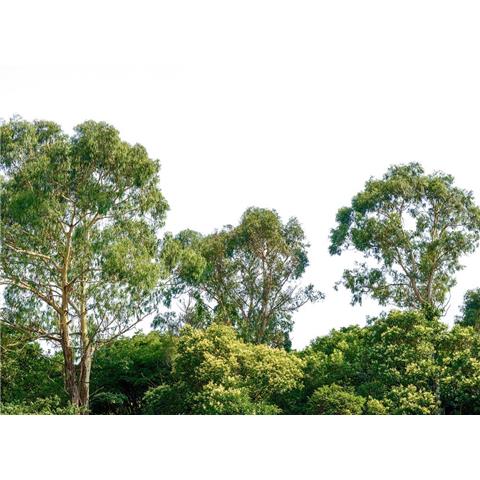 DESIGN WALLS Nature MURAL treetop (350CM WIDE X 255CM HIGH)
