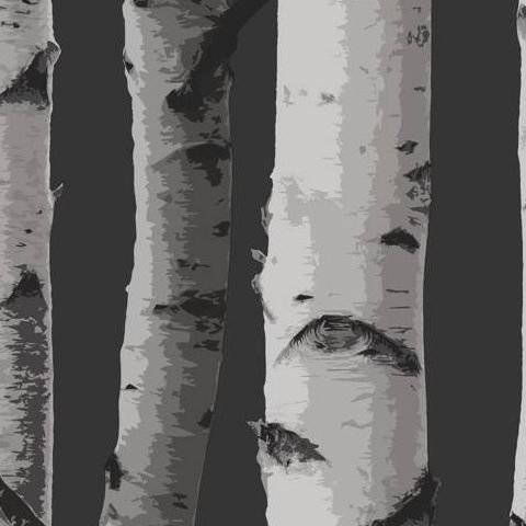 Woods Wallpaper Birch Tree FD31052