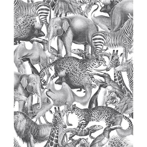 Graham and Brown Curiosity Wallpaper Collection Kingdom 105474 Zebra