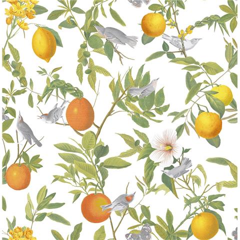 Graham and Brown Curiosity Wallpaper Collection Amalfi 105641 Fresco