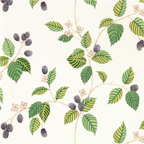 Sanderson Arboretum Wallpaper Rubus 217227 Blackberry