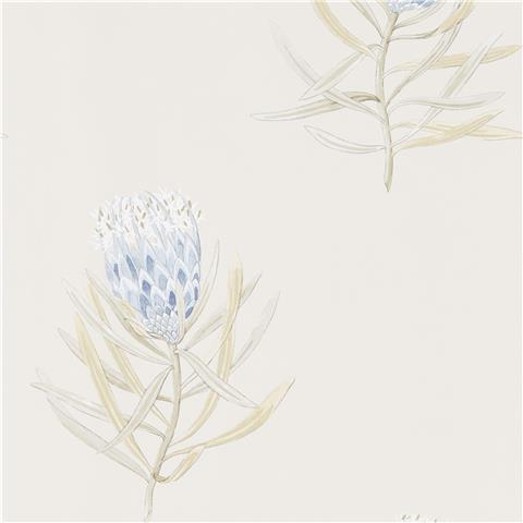Sanderson Art of the Garden Wallpapers Protea Flowers 216327