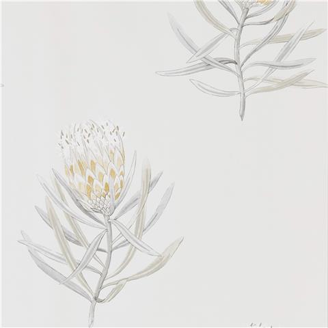 Sanderson Art of the Garden Wallpapers Protea Flowers 216328