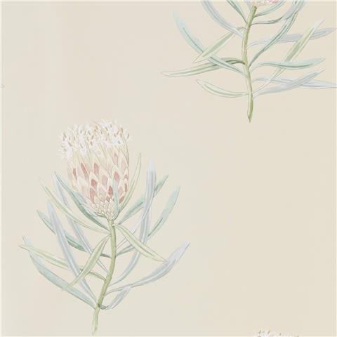 Sanderson Art of the Garden Wallpapers Protea Flowers 216329