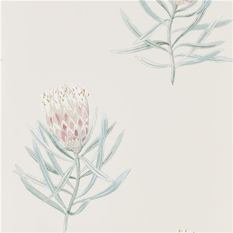 Sanderson Art of the Garden Wallpapers Protea Flowers 216330