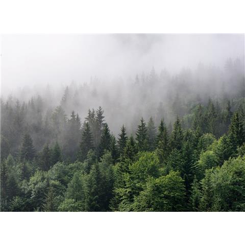 DESIGN WALLS Nature MURAL foggy fir trees (350CM WIDE X 255CM HIGH)