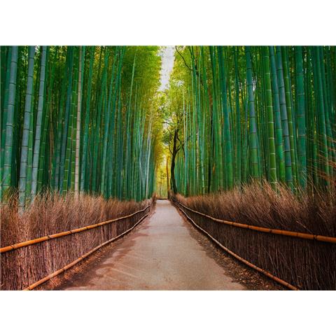 DESIGN WALLS Nature MURAL bamboo walk (350CM WIDE X 255CM HIGH)