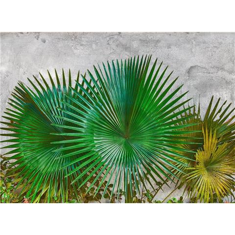DESIGN WALLS illusion MURAL agave leaves (350CM WIDE X 255CM HIGH)